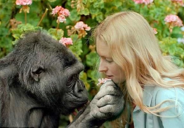 会使用人类手语 听得懂英语的大猩猩去世留下无数传奇 城市新闻网icitynews